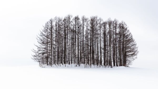 Снимок Winter landscapes of Biei, Japan фотографа Anthony Lawrence, победивший в конкурсе 2019 Photographer of the Year Presented by Panasonic.  - Sputnik Азербайджан