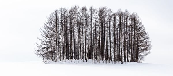 Снимок Winter landscapes of Biei, Japan фотографа Anthony Lawrence, победивший в конкурсе 2019 Photographer of the Year Presented by Panasonic.  - Sputnik Азербайджан