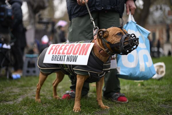 Собака одного из сторонников Brexit на торжественных мероприятиях, посвященных выходу Великобритании из ЕС (Brexit Party) на площади Парламента в Лондоне вблизи Вестминстерского дворца. - Sputnik Азербайджан