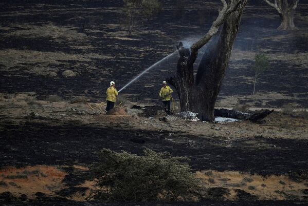 Пожарные тушат тлеющее дерево, оставшееся после лесного пожара у Бамбалонга, Австралия - Sputnik Азербайджан