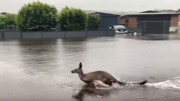 Теперь кенгуру в Австралии страдают от наводнений – видео    - Sputnik Азербайджан