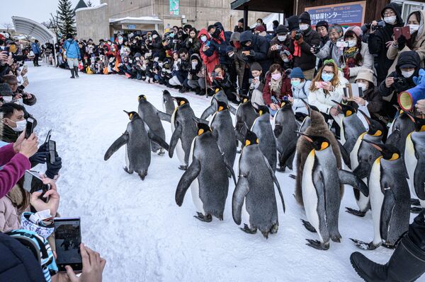 Королевские пингвины, идущие по снегу в зоопарке Асахияма, Япония - Sputnik Азербайджан