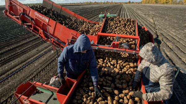 Уборка и переработка первого урожая картофеля, фото из архива - Sputnik Азербайджан