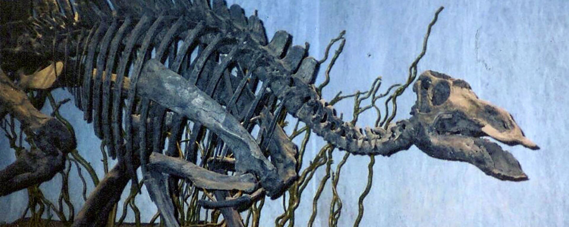 Скелет динозавра Maiasaura - Sputnik Азербайджан, 1920, 05.11.2023