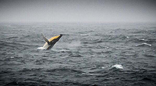 Горбатый кит в море Беллинсгаузена у побережья Антарктиды - Sputnik Азербайджан