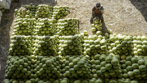 Рабочий сортирует арбузы перед продажей на рынке в Хайдарабаде, Индия - Sputnik Azərbaycan