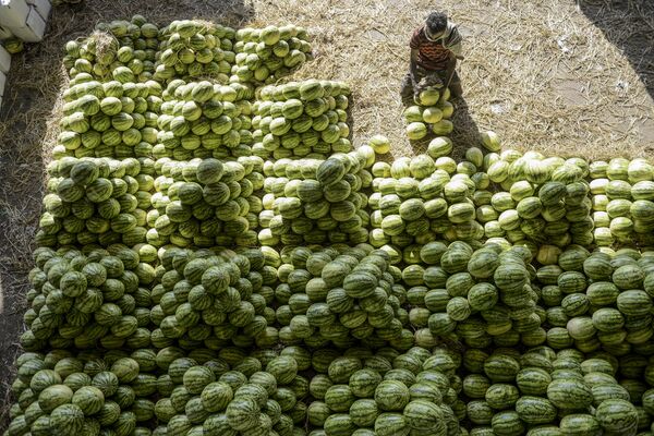 Рабочий сортирует арбузы перед продажей на рынке в Хайдарабаде, Индия - Sputnik Азербайджан
