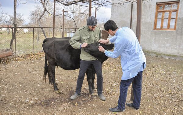 Профилактические прививки от особо опасных болезней животных, фото из архива - Sputnik Азербайджан