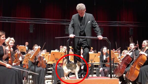 В Стамбуле кошка вышла на сцену во время выступления оркестра - Sputnik Азербайджан