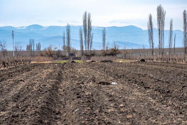 В Азербайджане фермеры уничтожают плоды своего многолетнего труда В Азербайджане фермеры уничтожают плоды своего многолетнего труда - Sputnik Азербайджан