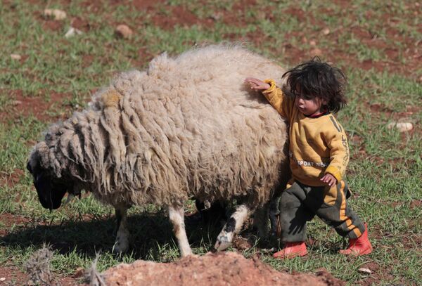 Сирийский ребенок-беженец играет с овцой - Sputnik Азербайджан