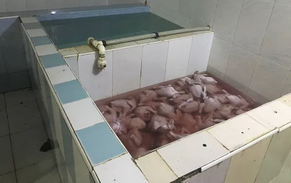 Занимающийся производством птицепродукции цех-нарушитель санитарных норм Занимающийся производством птицепродукции цех-нарушитель санитарных норм - Sputnik Азербайджан