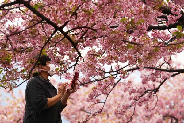 Во время фотографирования цветущей вишни в Японии  - Sputnik Азербайджан