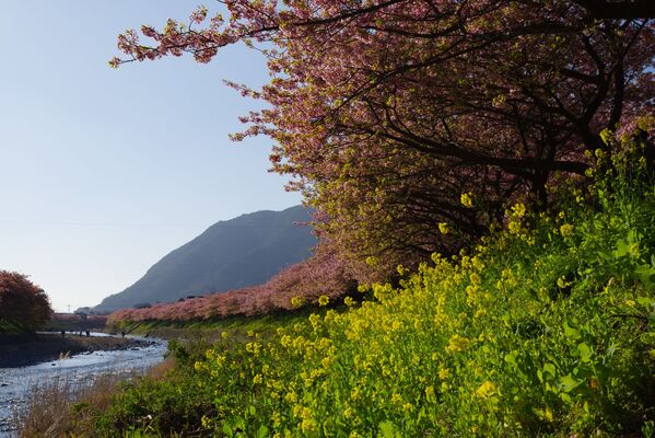 Цветение сакуры и цветы рапса в Японии - Sputnik Азербайджан
