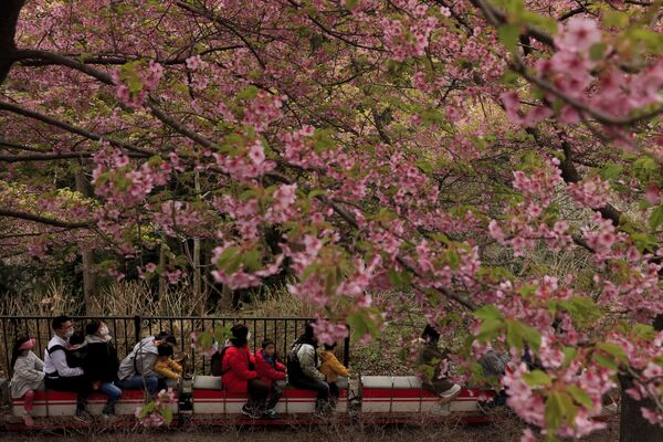 На фестивале цветения вишни в Японии  - Sputnik Азербайджан