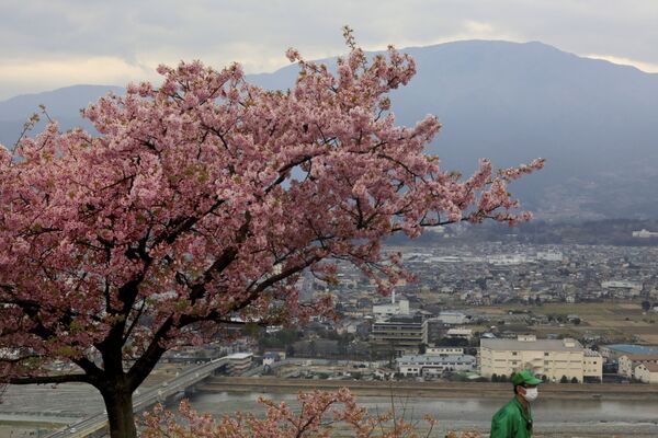 Цветение вишни в Японии  - Sputnik Азербайджан
