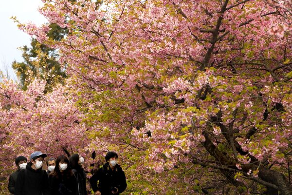 На фестивале цветущей вишни в Японии  - Sputnik Азербайджан