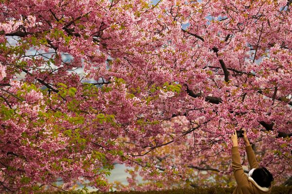 Во время фотографирования цветущей вишни в Японии  - Sputnik Азербайджан