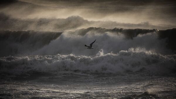 Чайка летает над морем во время шторма, фото из архива - Sputnik Azərbaycan