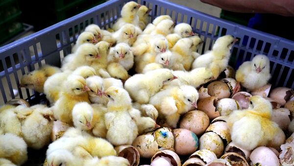 Цыплята на участке выборки цыплят, фото из архива - Sputnik Азербайджан