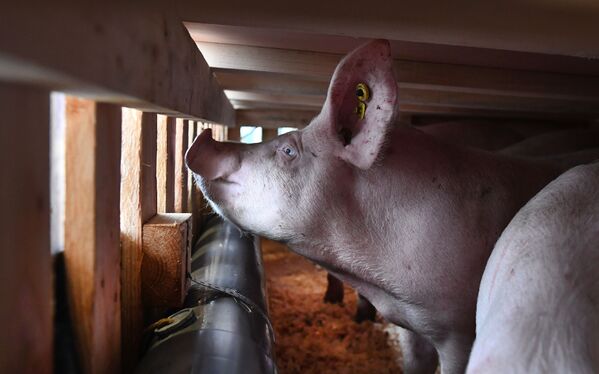 Свинья в клетке в аэропорту Брест Бретань в Гипаве, Бретань - Sputnik Азербайджан