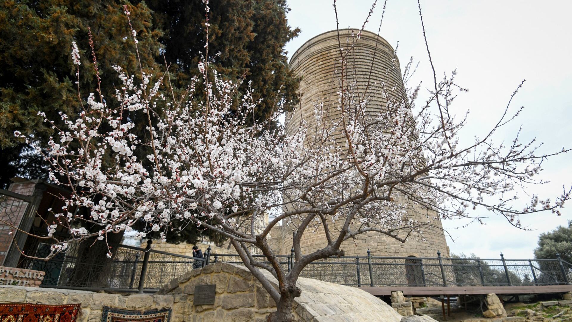 Цветущее дерево в Баку  - Sputnik Азербайджан, 1920, 27.02.2021