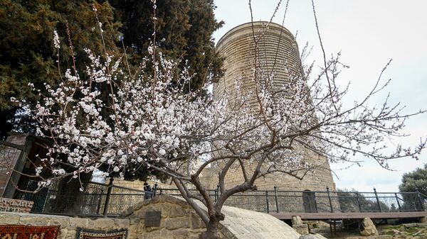 Цветущее дерево в Баку  - Sputnik Азербайджан