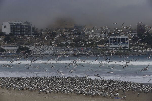 Сотни птиц на пляже Agua Dulce  в Лиме, Перу  - Sputnik Азербайджан