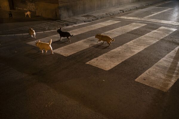 Стая собак на улице Барселоны  - Sputnik Азербайджан