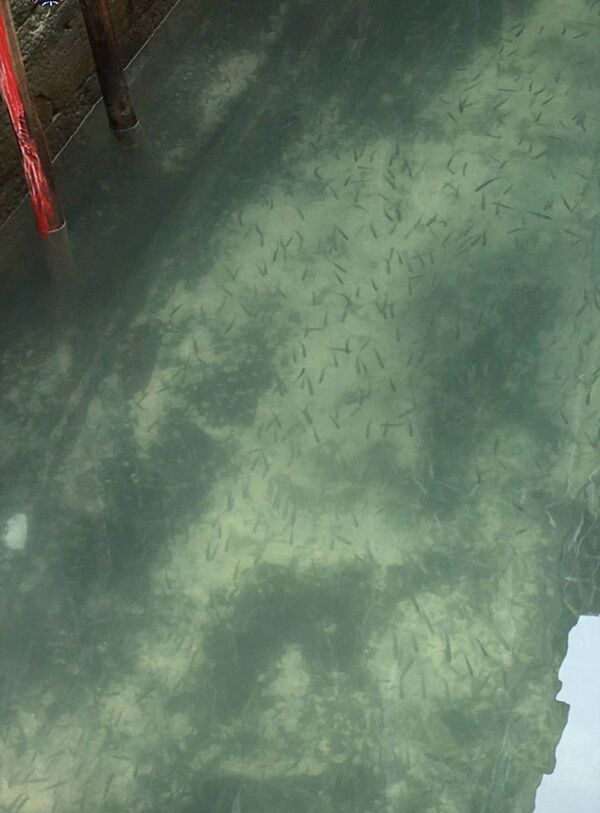 Косяк рыб в чистых водах Венеции  - Sputnik Азербайджан