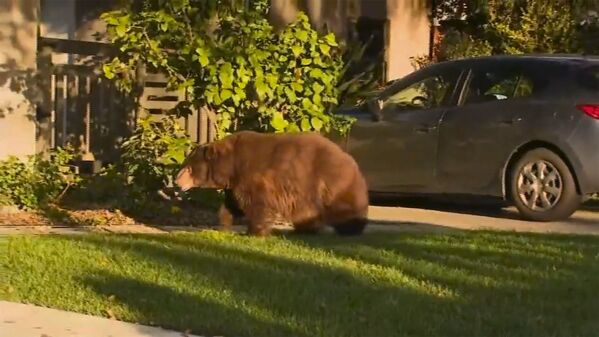 Медведь у жилого дома в Калифорнии  - Sputnik Азербайджан