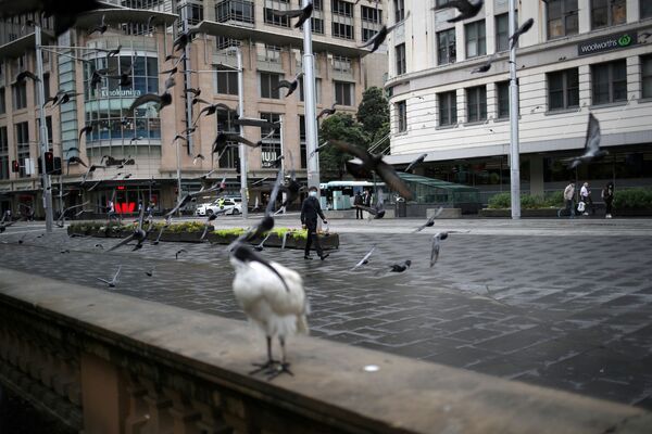 Птицы на пустынной улице в Сиднее  - Sputnik Азербайджан