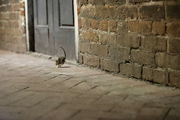 Крыса на пустынной улице в Новом Орлеане  - Sputnik Азербайджан