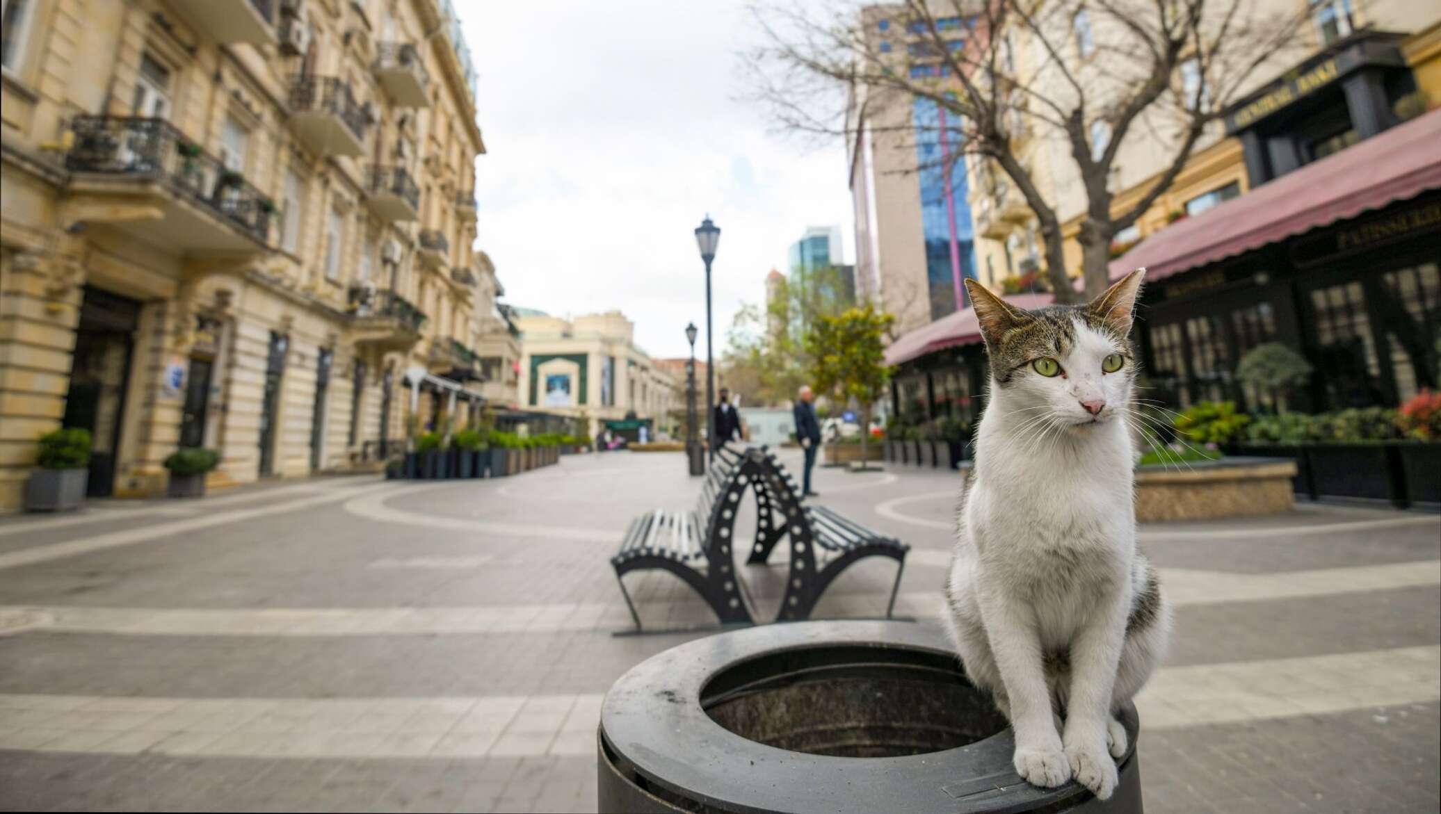 Кошка на улице города. Баку улицы. Кошки в Баку на улице. Город кошек в России. Бакинская кошка.