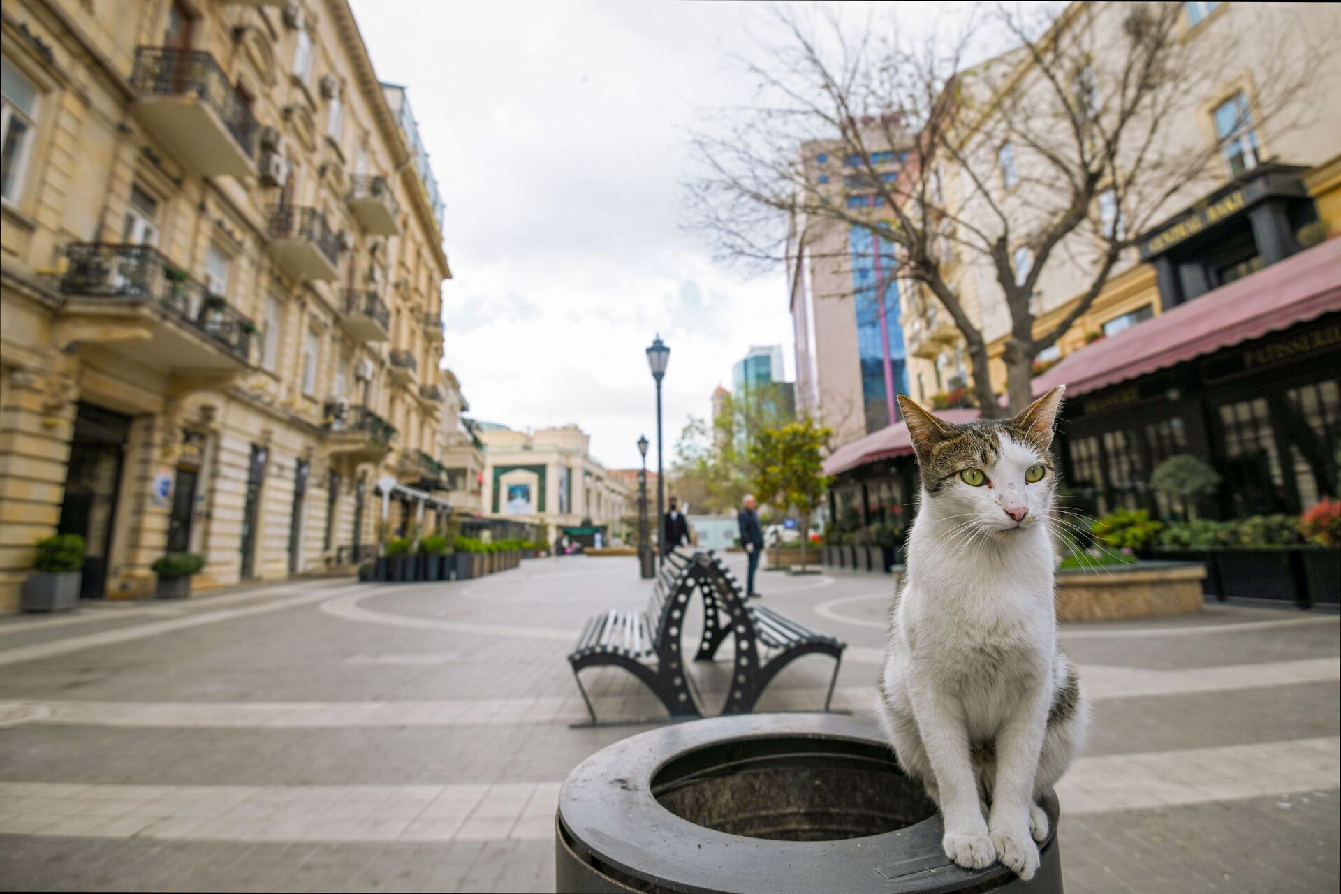 Кошка на опустевшей улице города Баку - Sputnik Азербайджан, 1920, 09.12.2023