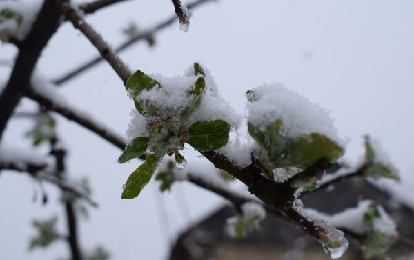 Снегопад в Габале - Sputnik Азербайджан