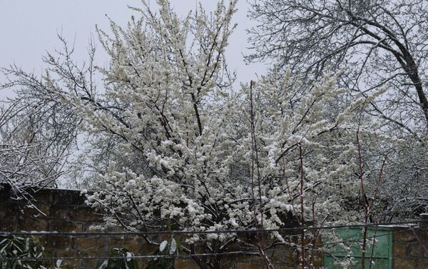 Снегопад в Габале - Sputnik Азербайджан