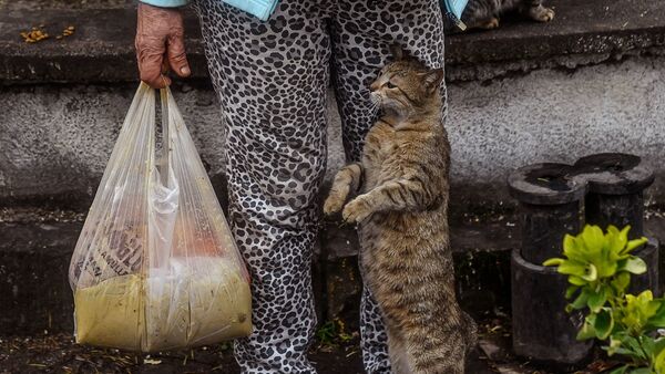 Бездомная кошка в ожидании угощения в Турции  - Sputnik Azərbaycan