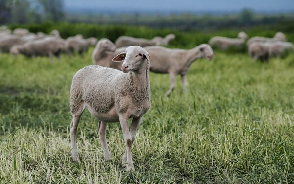 Овцы породы лакон - Sputnik Азербайджан