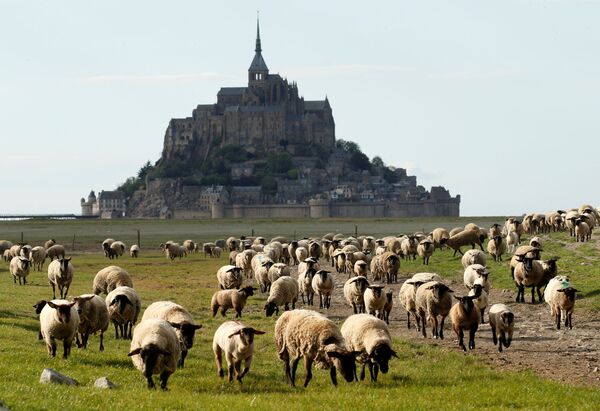 Sheep graze near the deserted Mont Saint-Michel in the French western region of Normandy, as a lockdown is imposed to slow the spread of the coronavirus disease (COVID-19) in France, - Sputnik Azərbaycan