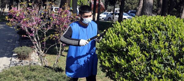 Parkda ağacları budayan gənc Parkda ağacları budayan gənc - Sputnik Азербайджан