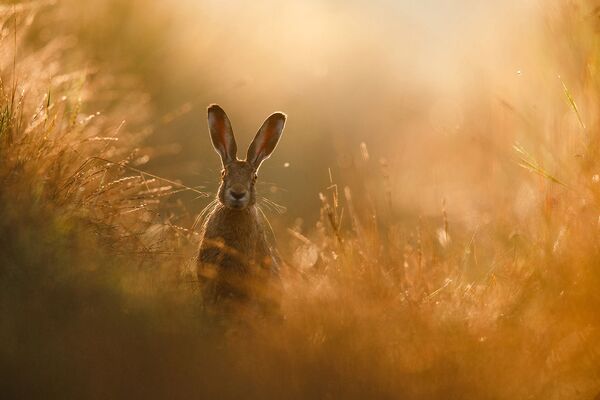 Снимок A hares dream фотографа Peter Lindel, победивший в конкурсе GDT Nature Photographer of the Year 2020 - Sputnik Азербайджан