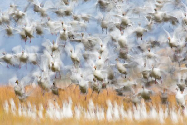 Снимок Take-off фотографа Flurin Leugger, победивший в категории Birds в конкурсе GDT Nature Photographer of the Year 2020 - Sputnik Азербайджан