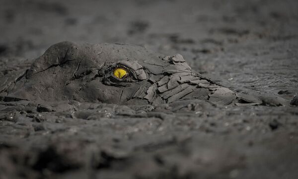 Снимок Danger in the mud фотографа Jens Cullmann, победивший в категории Other animals в конкурсе GDT Nature Photographer of the Year 2020 - Sputnik Азербайджан