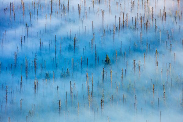 Снимок New life in a dead forest фотографа Radomir Jakubowski, победивший в категории Plants and Fungi в конкурсе GDT Nature Photographer of the Year 2020 - Sputnik Азербайджан
