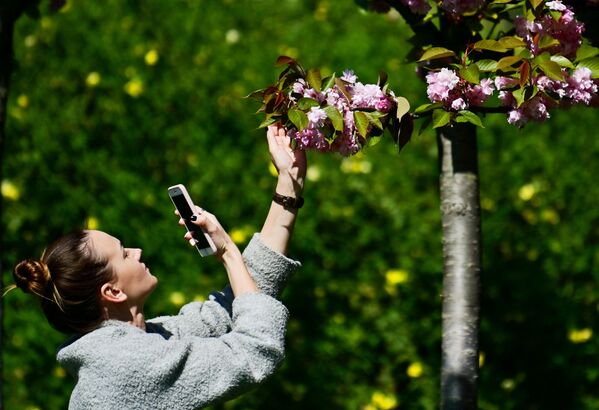 Девушка фотографирует на мобильный телефон цветы черешни на аллее Черешневый сад в Сочи - Sputnik Азербайджан