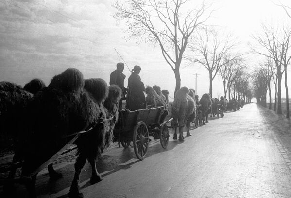 Колонна с верблюдами на подступах к Берлину, 1945 год - Sputnik Азербайджан