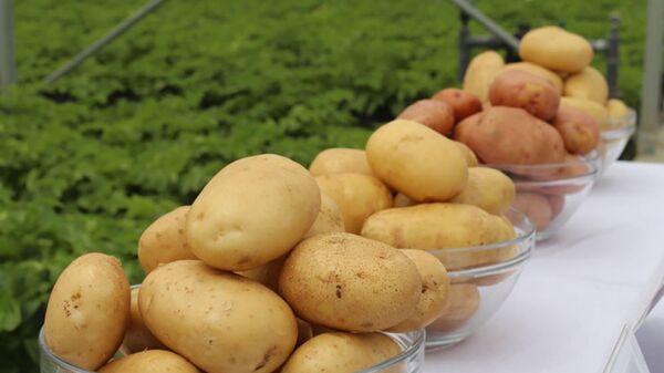 Высокоурожайные сорта картофеля - Sputnik Азербайджан