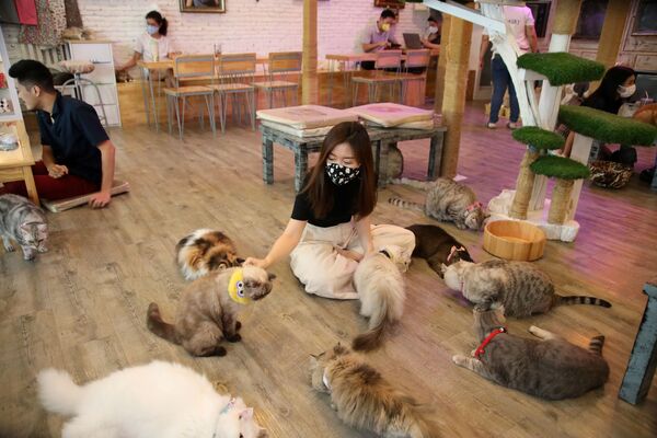 Посетители в кафе Caturday Cat в Бангкоке, Таиланд  - Sputnik Азербайджан