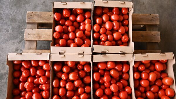 Урожай томатов, фото из архива - Sputnik Azərbaycan